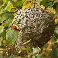Wasptec - Wasp Nest Removal image 3